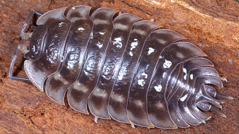 Common Shiny Woodlouse, Oniscus asellus