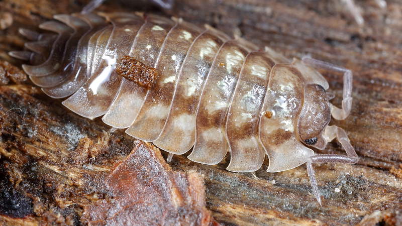 Common Shiny Woodlouse, Oniscus asellus