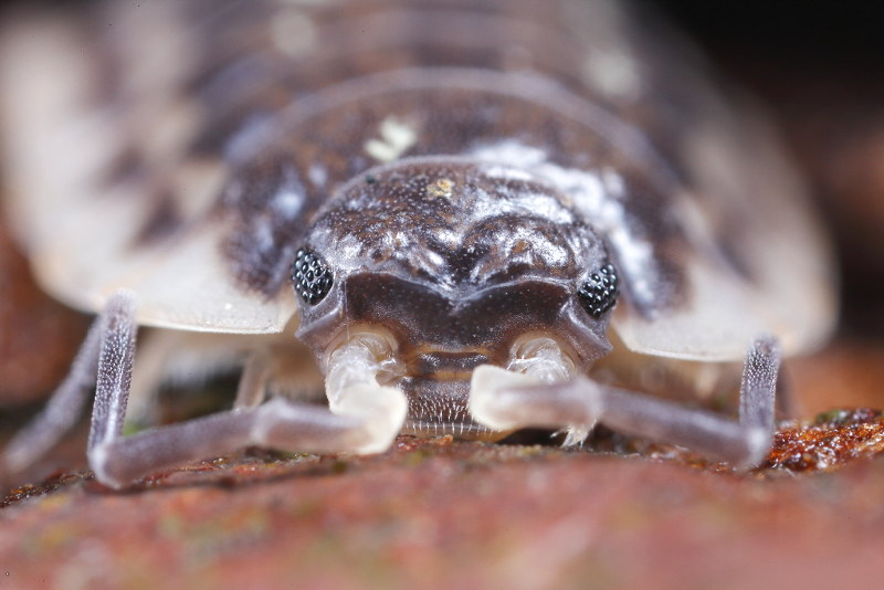 Common Shiny Woodlouse, Oniscus asellus