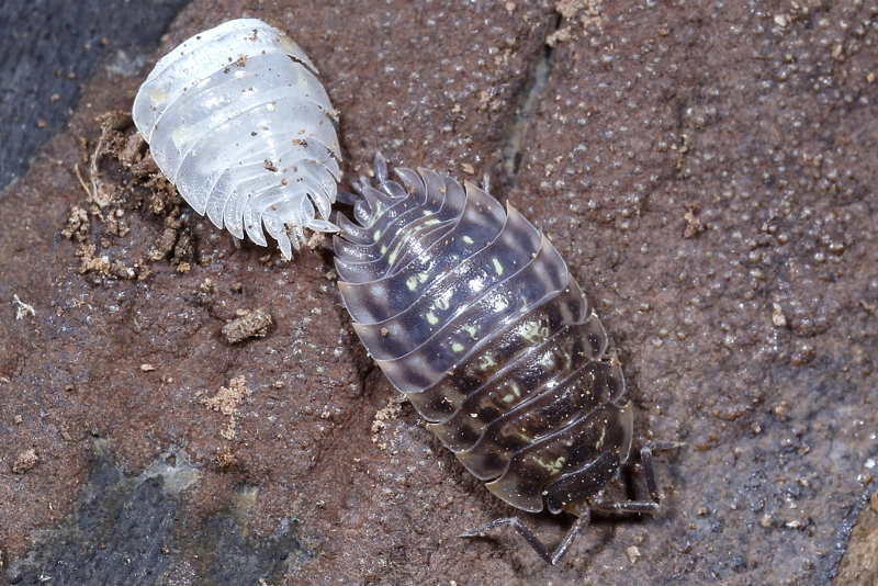 shedded Common Shiny Woodlouse, Oniscus asellus