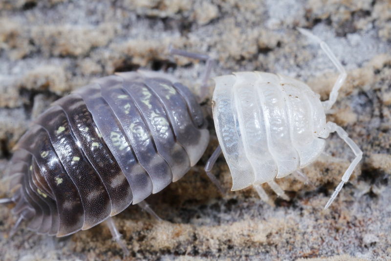 shedded Common Shiny Woodlouse, Oniscus asellus