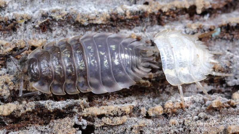 shedded Common Shiny Woodlouse, Oniscus asellus