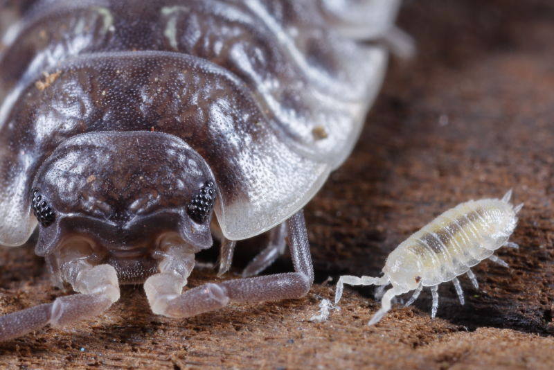 Common Woodlouse and manca