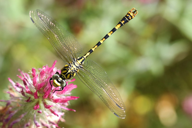 Kleine tanglibel, Onychogomphus forcipatus ♂