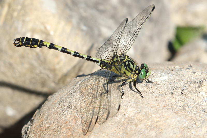 Kleine tanglibel, Onychogomphus forcipatus ♂