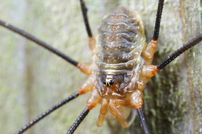 Opilio canestrinii ♂