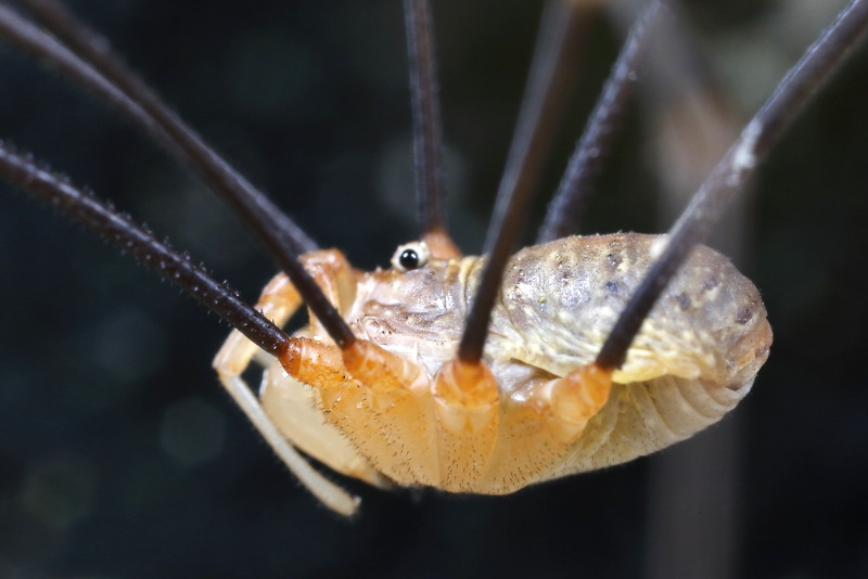 Opilio canestrinii ♂