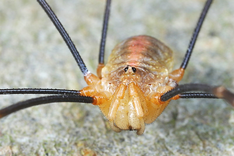 Opilio canestrinii ♂