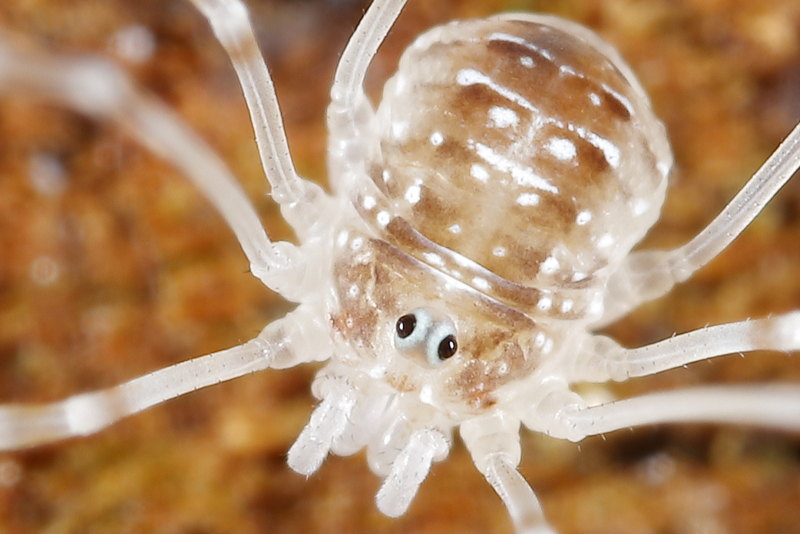 Opilio canestrinii juvenile