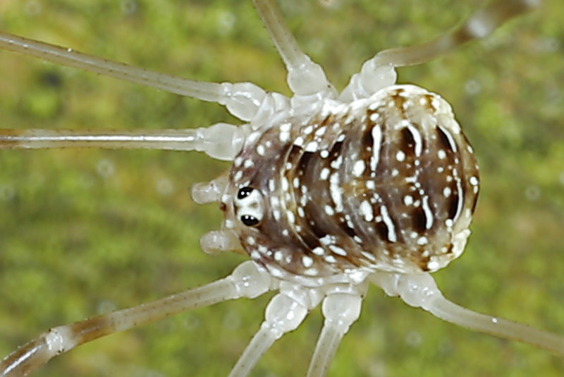 Opilio canestrinii juvenile