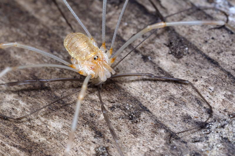 Opilio canestrinii just moulted, old skin under