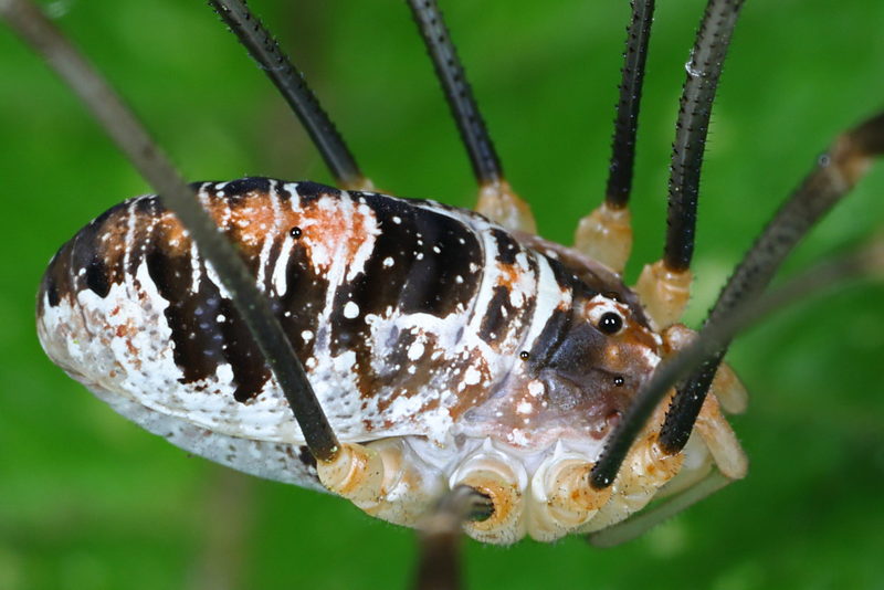 Opilio canestrinii ♀