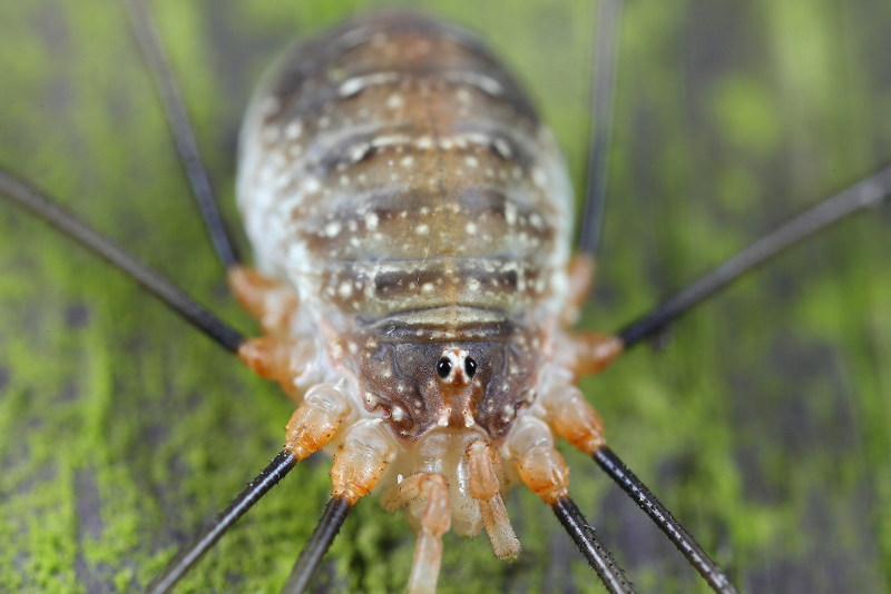 Opilio canestrinii ♀