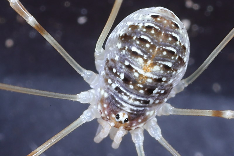 Opilio canestrinii juvenile