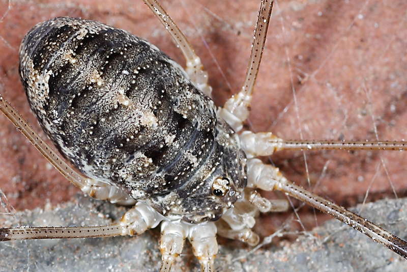 Opilio parietinus, ♀