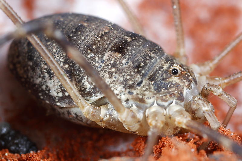 Opilio parietinus, ♀