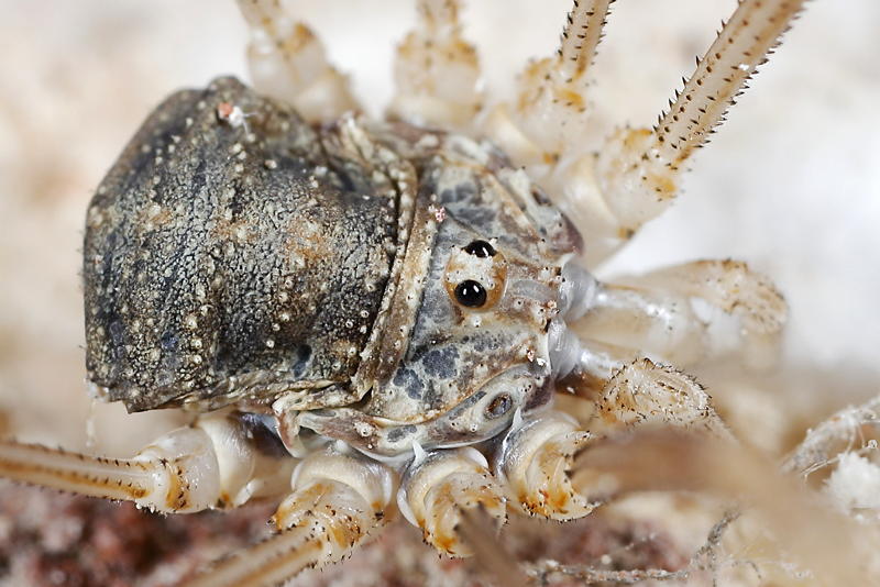 Opilio parietinus, ♂