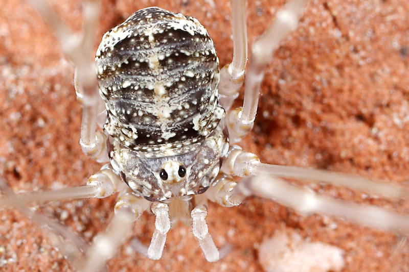 Opilio parietinus, juvenile