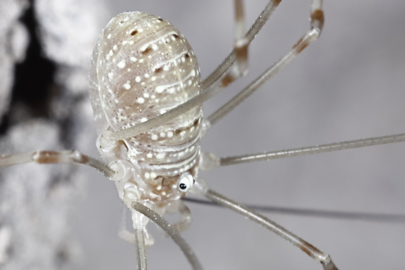 Opilio ruzickai juveniel
