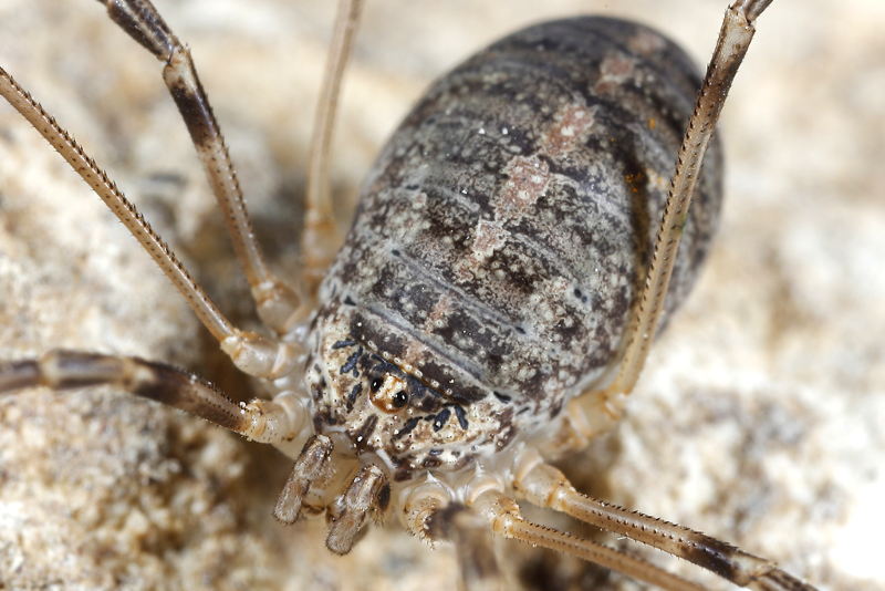 Opilio saxatilis