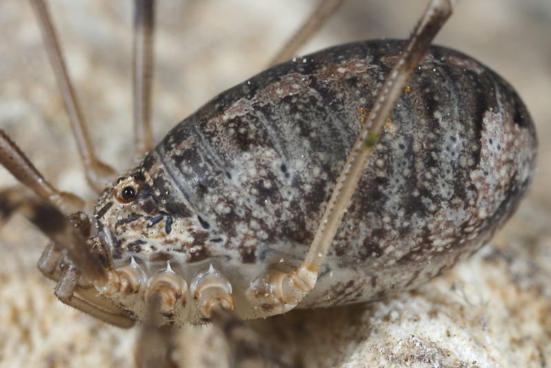 Opilio saxatilis