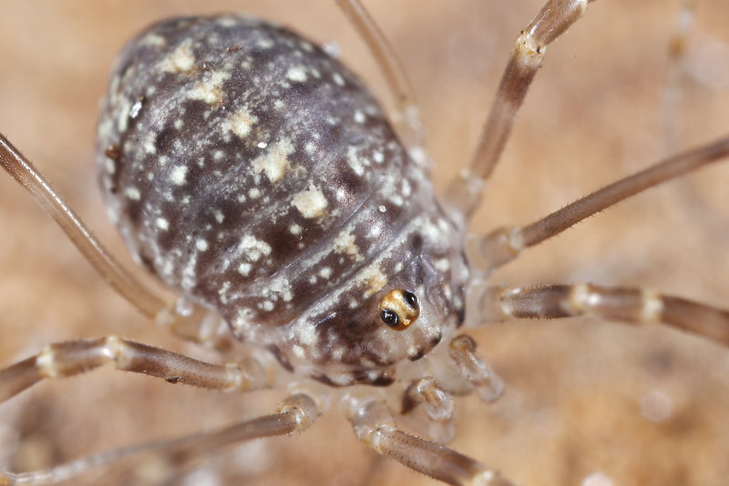 Opilio saxatilis, juvenile