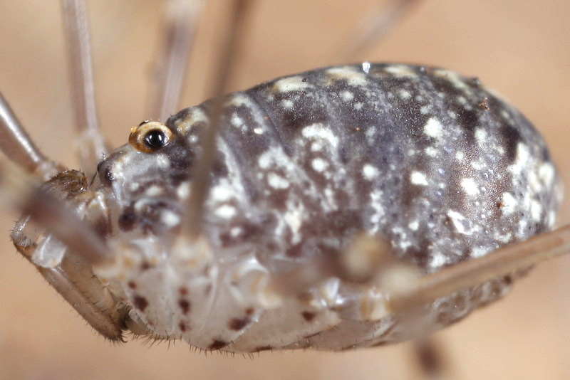 Opilio saxatilis, juvenile