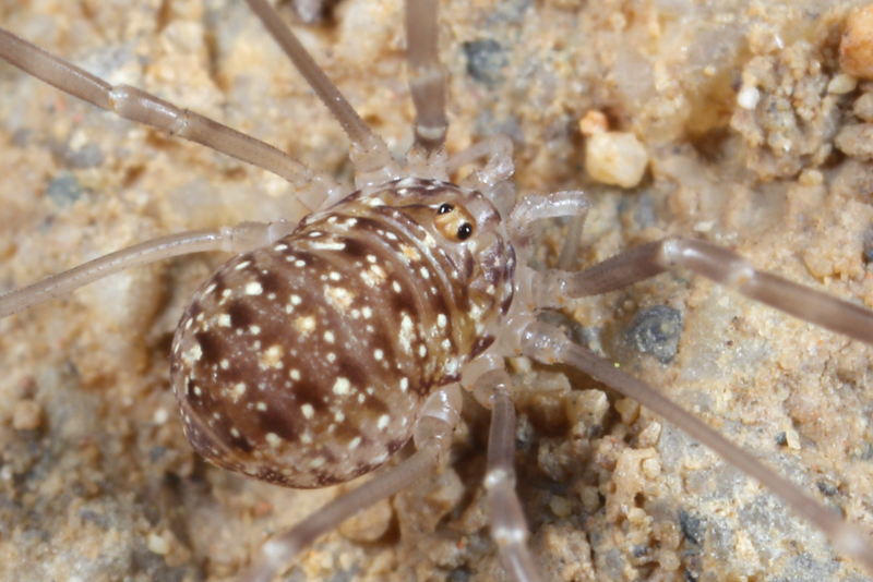 Opilio saxatilis juveniel