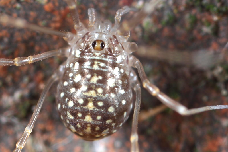 Opilio saxatilis juveniel