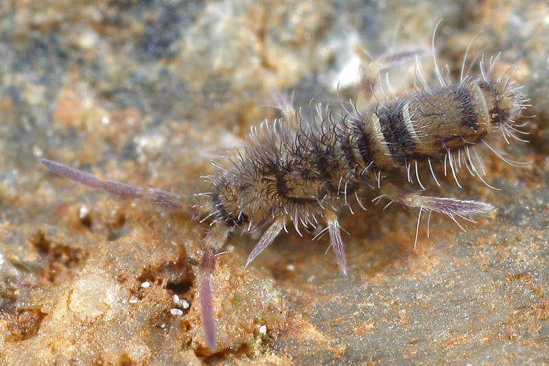 Orchesella arcuata, juveniel
