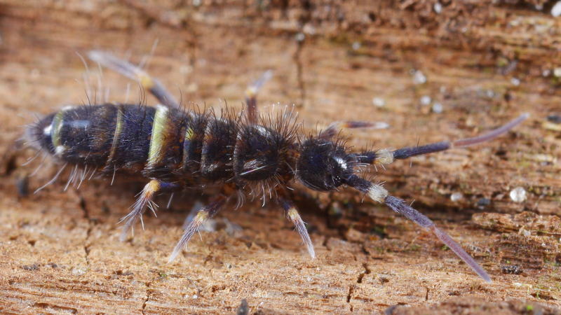 Orchesella cincta