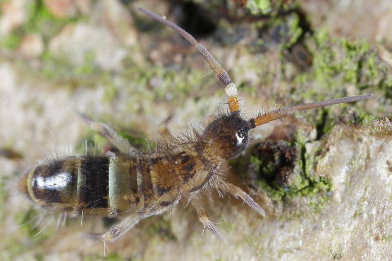 Orchesella cincta