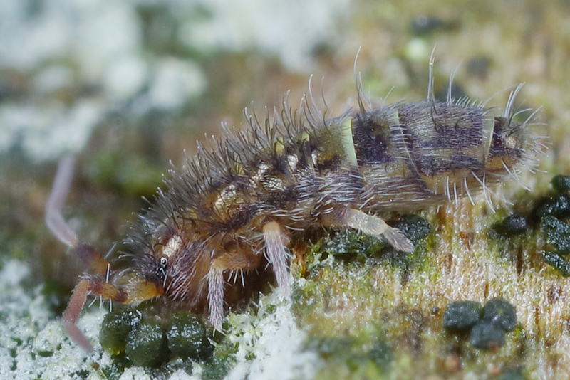Orchesella cincta bruine vorm