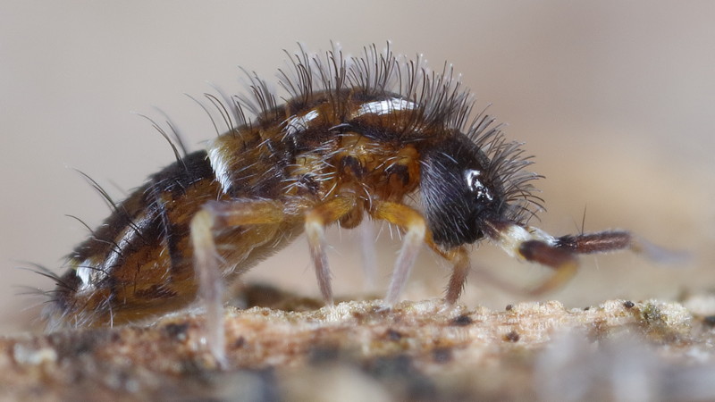Orchesella cincta
