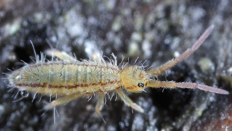 Orchesella flavescens, juveniel