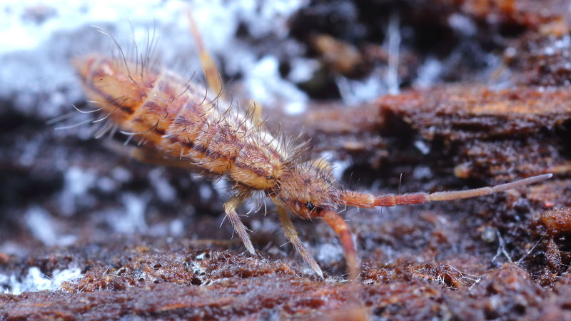Orchesella flavescens