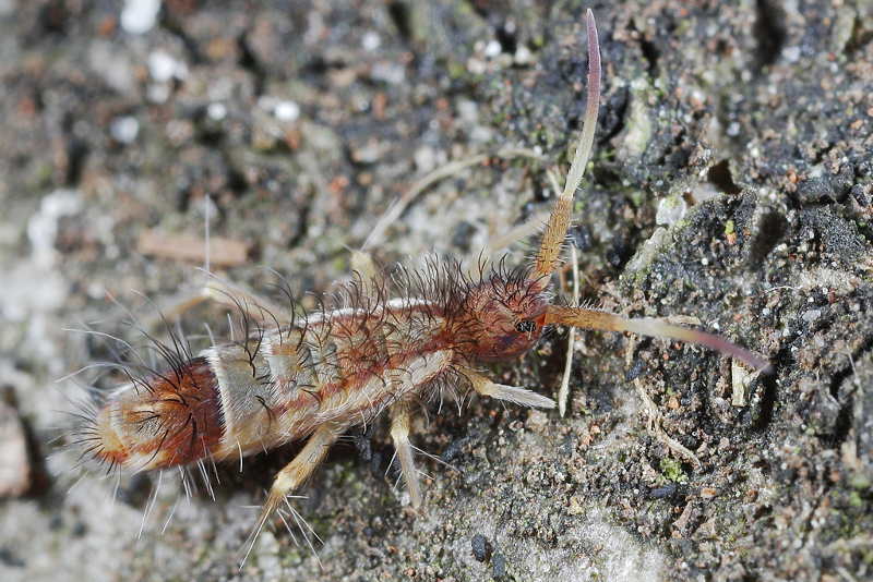 Orchesella flavescens
