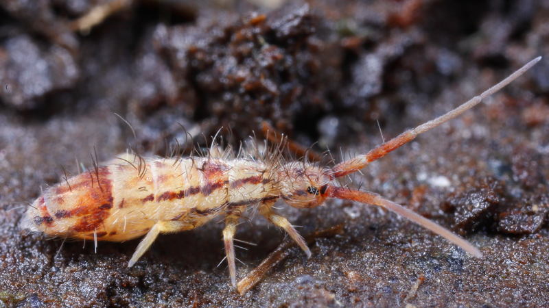 Orchesella flavescens