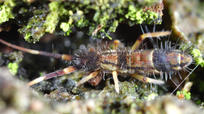 Orchesella flavescens