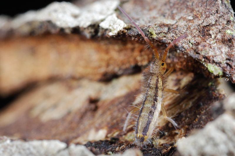 Orchesella kervillei