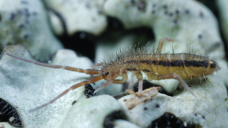 Orchesella kervillei