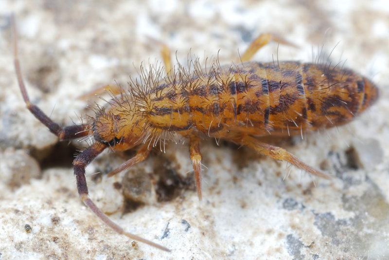 Orchesella quinquefasciata