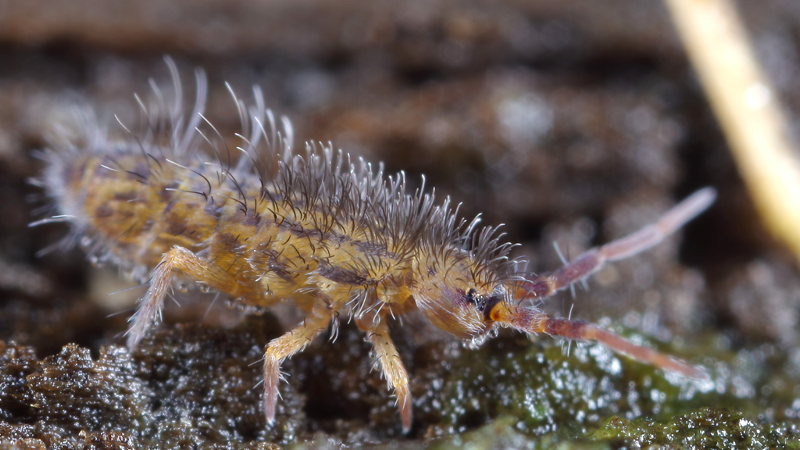 Orchesella quinquefasciata