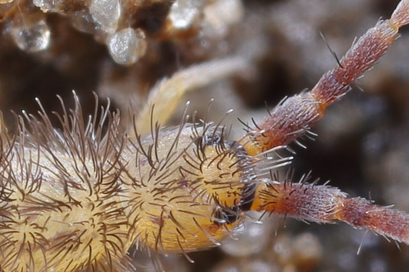Orchesella quinquefasciata