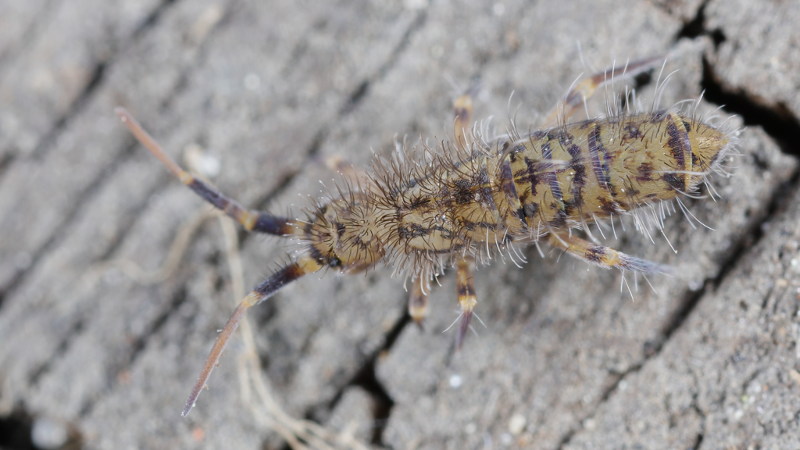 Orchesella villosa