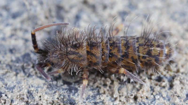 Orchesella villosa