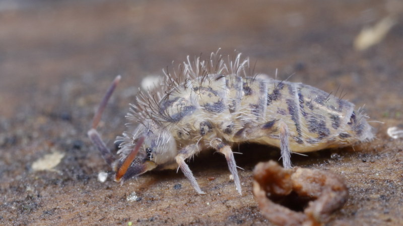 Orchesella villosa