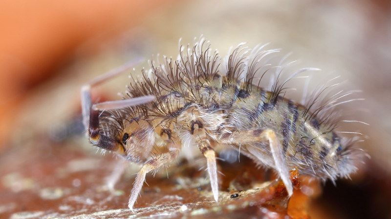 Orchesella villosa