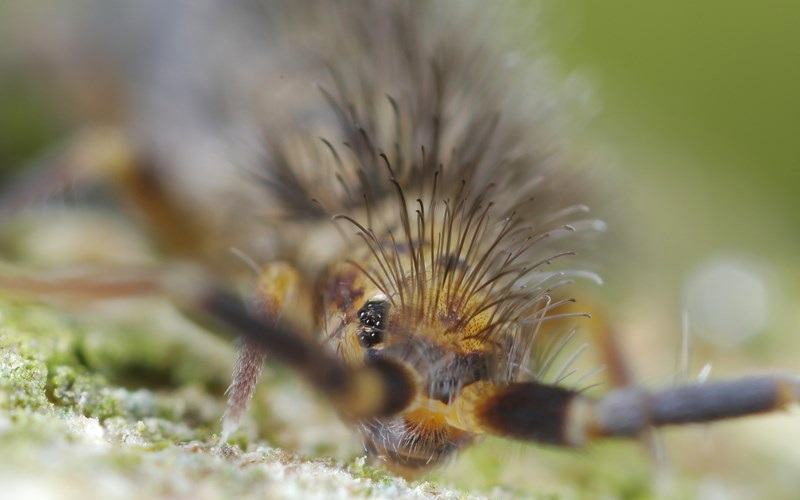 Orchesella villosa