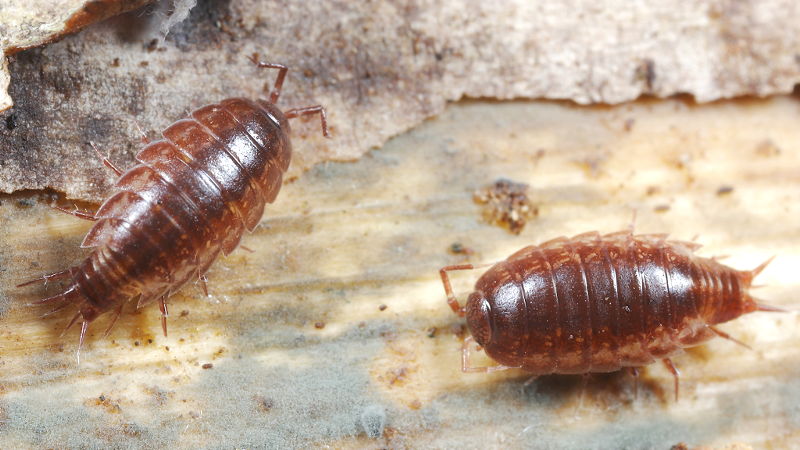 Oritoniscus flavus
